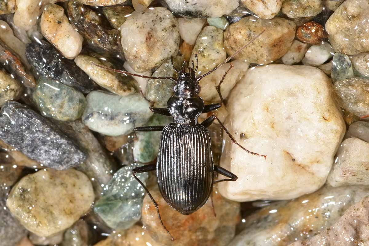 Nebria jockischii  (Carabidae)